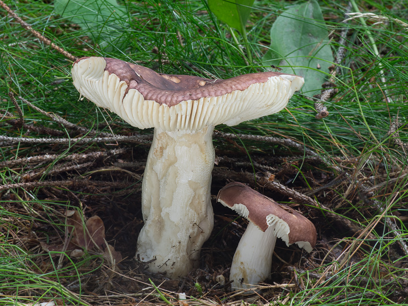 Russula favrei